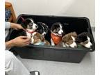 Australian Shepherd PUPPY FOR SALE ADN-759567 - Sweet Puppies