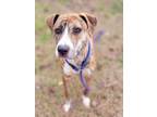 Adopt Rhonda a Mixed Breed