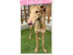 Adopt Loto a Galgo Spanish Greyhound, Greyhound