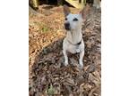 Adopt Lily a Jack Russell Terrier