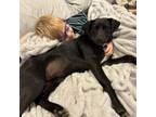 Adopt Caroline *Video included* a Black Labrador Retriever