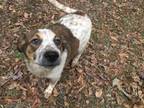 Adopt Sage a Jack Russell Terrier