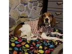 Adopt Karai a Beagle, Treeing Walker Coonhound