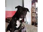 Adopt Michonne a Mixed Breed, Pit Bull Terrier
