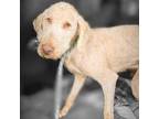 Adopt Willie Wonka a Standard Poodle, Labrador Retriever