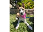 Adopt Rumina a Jack Russell Terrier