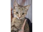 Adopt Ruby a Domestic Short Hair