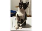 Adopt Harlow a Domestic Short Hair