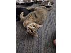 Adopt Autumn a Domestic Short Hair