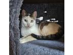 Adopt Libby a Domestic Short Hair