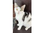 Adopt Moo a Domestic Short Hair