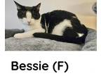 Adopt Bessie a Domestic Short Hair