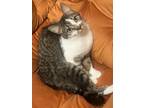 Adopt Dakota a Domestic Short Hair