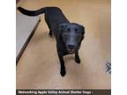 Adopt trinity a Black Labrador Retriever, Mixed Breed