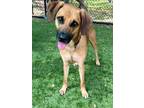 Adopt JAZZY a Rhodesian Ridgeback, Black Mouth Cur