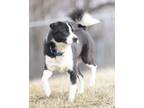 Adopt Obie a Border Collie, Mixed Breed