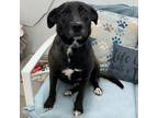 Adopt Sammy a Black Labrador Retriever