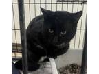 Adopt Burger King a Domestic Short Hair