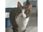 Adopt Rhodes a Domestic Short Hair