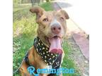 Adopt Remington a Siberian Husky, Pit Bull Terrier