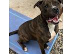 Adopt Hardy a Pit Bull Terrier