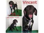 Adopt Vincent a Labrador Retriever, Mixed Breed