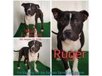 Adopt Ruger a Pit Bull Terrier