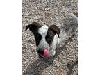 Adopt Sammy a Australian Cattle Dog / Blue Heeler