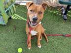 Adopt ARROW a Staffordshire Bull Terrier, Mixed Breed