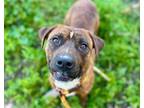 Adopt BRONZE* a Boxer, Mixed Breed