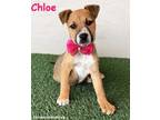 Adopt Chloe a Australian Cattle Dog / Blue Heeler