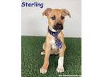 Adopt Sterling a Black Mouth Cur, Australian Cattle Dog / Blue Heeler