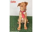Adopt Colin a Vizsla, Australian Cattle Dog / Blue Heeler