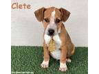 Adopt Clete a Australian Cattle Dog / Blue Heeler