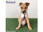 Adopt Roland a Black Mouth Cur, Australian Cattle Dog / Blue Heeler