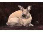 Adopt Canelo a Bunny Rabbit