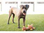 Adopt RICHIE a Cane Corso