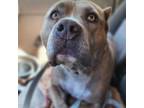 Adopt Moses a American Staffordshire Terrier