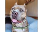 Adopt Moses a American Staffordshire Terrier