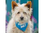 Adopt Dave a Cairn Terrier, Terrier