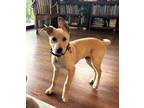 Adopt Tanner a Yellow Labrador Retriever, Carolina Dog