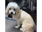 Adopt Teddy a Shih Tzu, Poodle