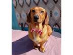 Adopt Amos - adopted 3-31-24! a Dachshund