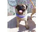 Adopt Otis a Pug