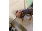 Adopt A683112 a Bloodhound
