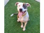 Adopt DINO a Pit Bull Terrier