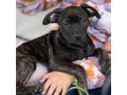 Adopt COSMO a American Staffordshire Terrier, Mixed Breed