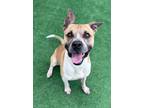 Adopt CARGO- IN TRAINING a German Shepherd Dog, Pit Bull Terrier