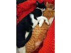 Adopt Charlie and Ziggy a Tabby, Domestic Short Hair