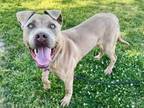 Adopt ZION a Pit Bull Terrier